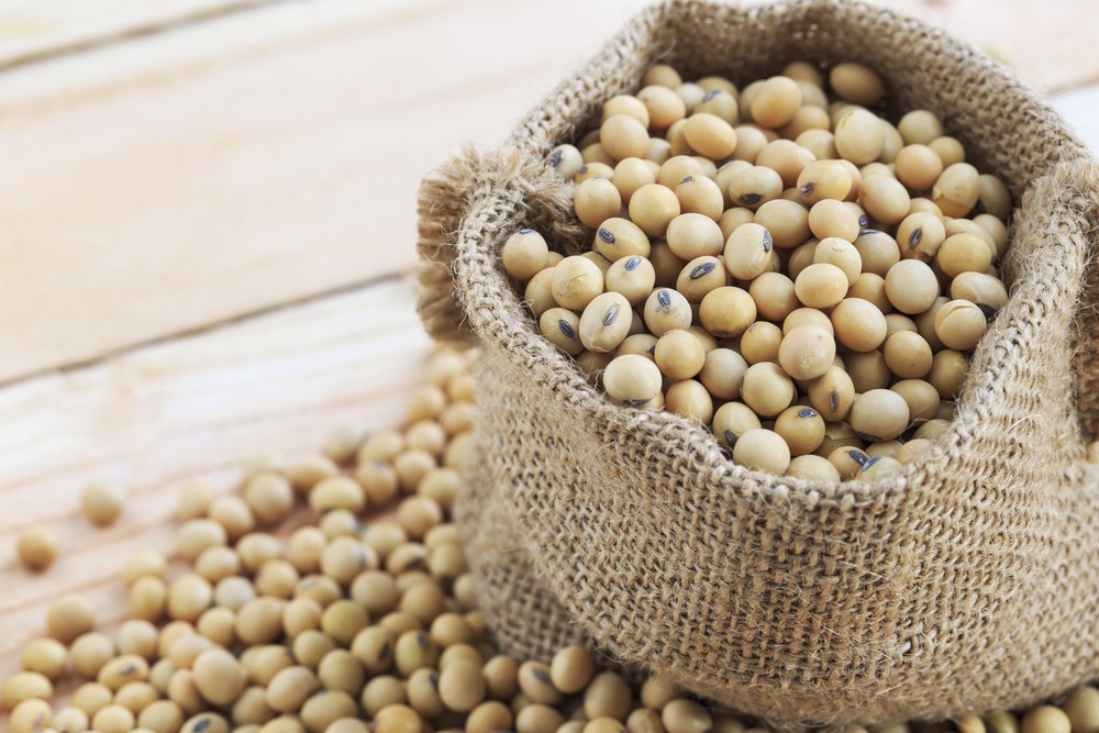 Soybeans are an alternate source of protein for Senior Citizens - Seniors  Today