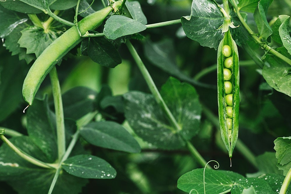 Vickram Sethi - Taste of Green Peas