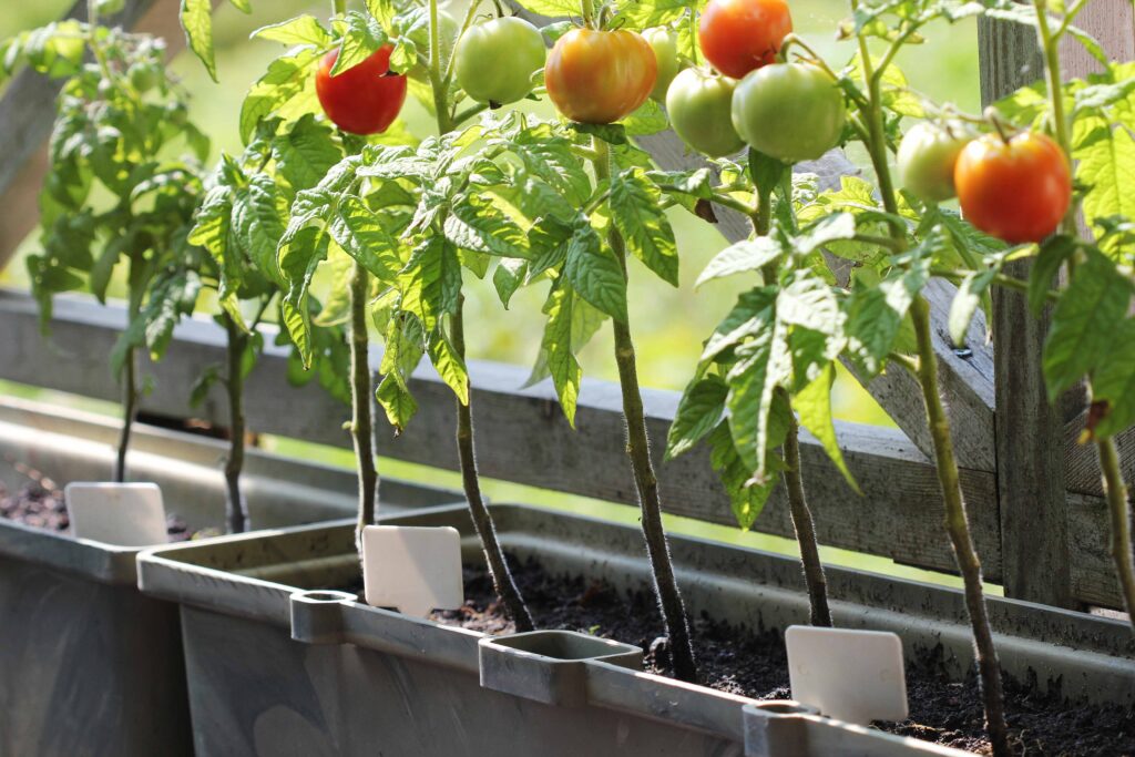 Some people have begun growing vegetables in their balconies or even windowsills