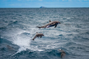 Dolphins playing around our boat