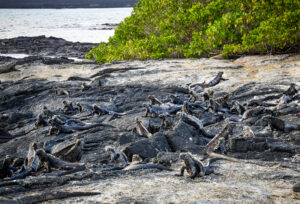 Marine iguanas and sealions dotting our path