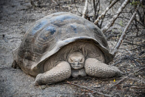 Close-up of the giant tortoise which has been around for more than 100 years