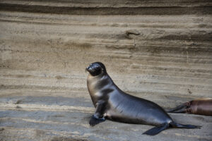 Sea lions