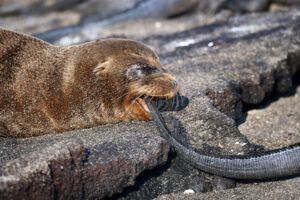 A playful moment as a baby sealion gently nibbles the tail of a marine iguana
