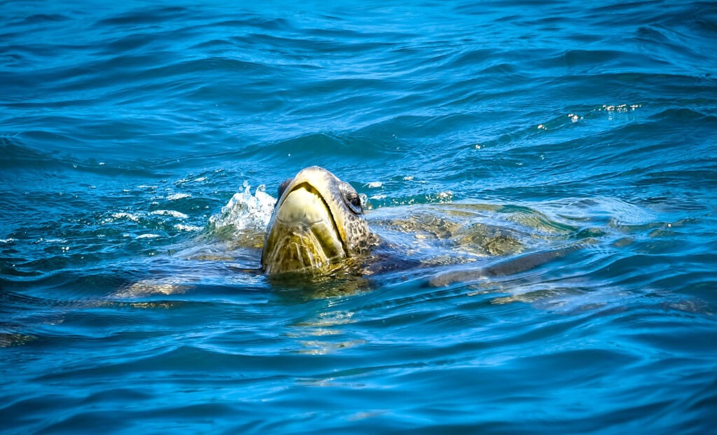 Pacific Sea Turtle