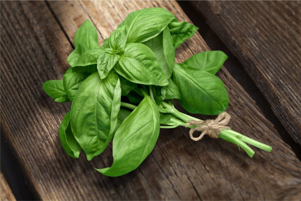 Sweet basil (Ocimum basilicum)