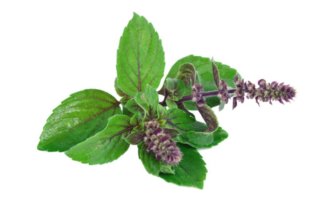 Tulsi, or holy basil (Ocimum sanctum) - Seniors Today