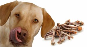 Dog with a Bone