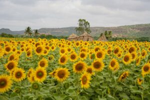 04_Sunflowers