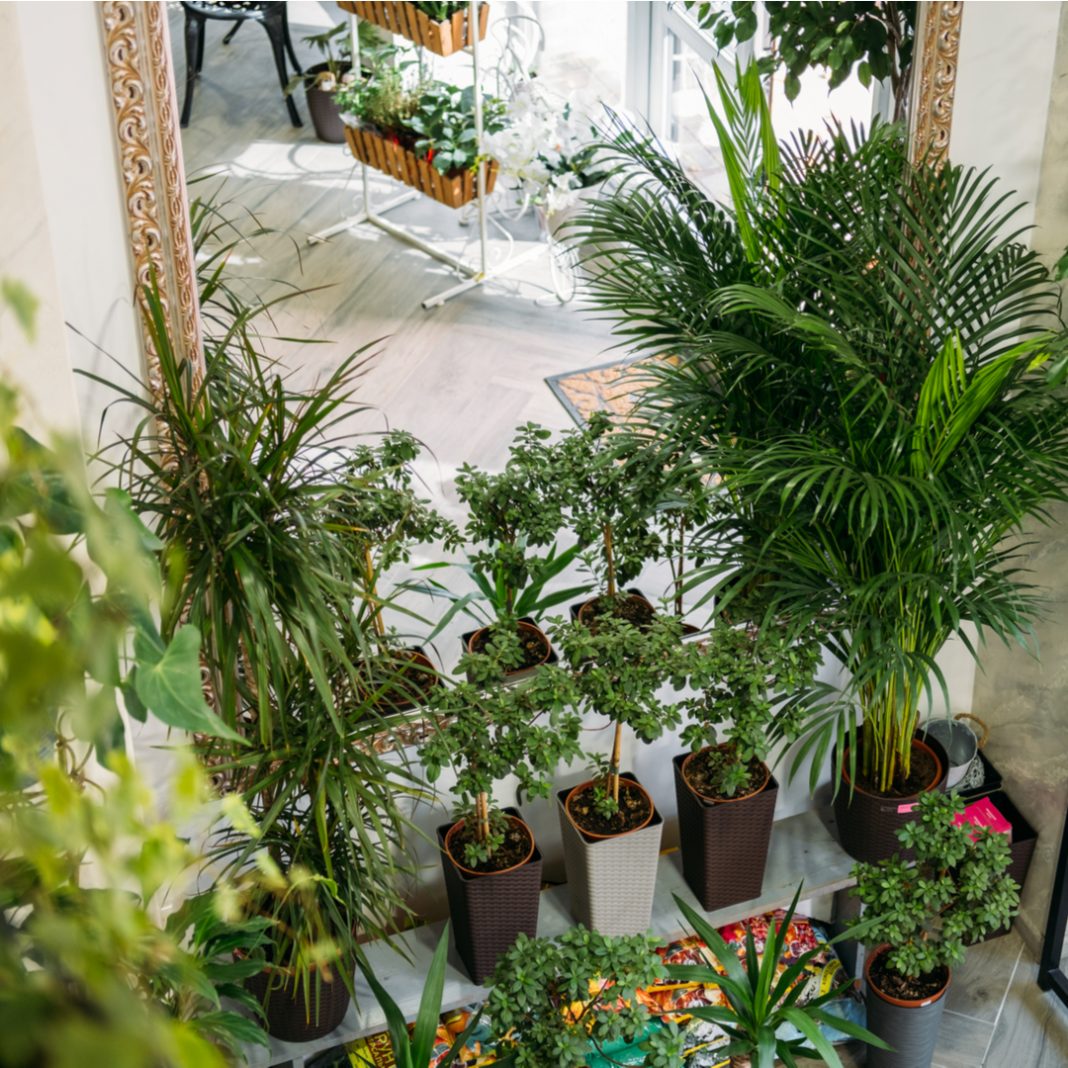 Connect with nature indoors Connect with nature indoors - Seniors Today