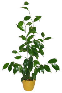 Ficus ( Ficus benjamina)