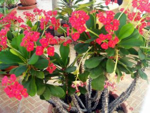 Milii (Euphorbia mili)