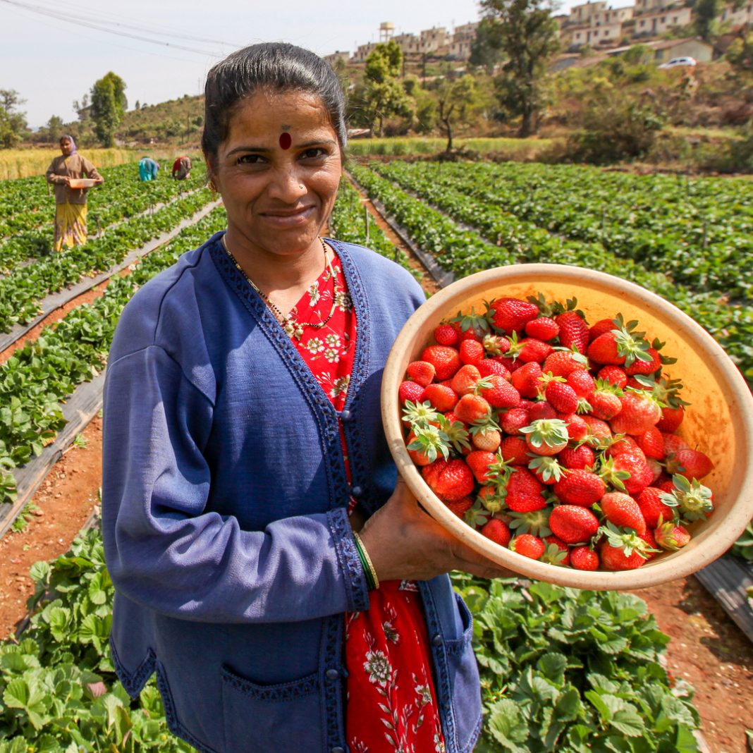 Super strawberries - Seniors Today