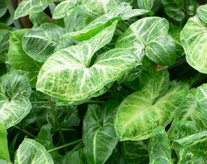 Syngonium (Syngonium podophyllum)