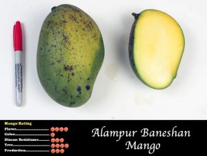 Alampur Baneshan Mango Seniors Today Magazine