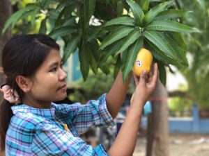 Sein Ta Lone Mangoes Seniors Today