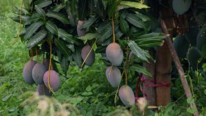 Tommy Atkins Mangoes for Summer Seniors Today