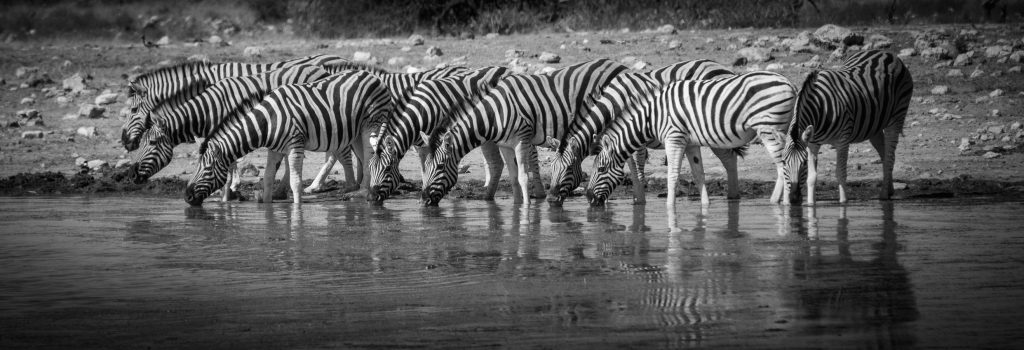 Zebras at the Water Hole