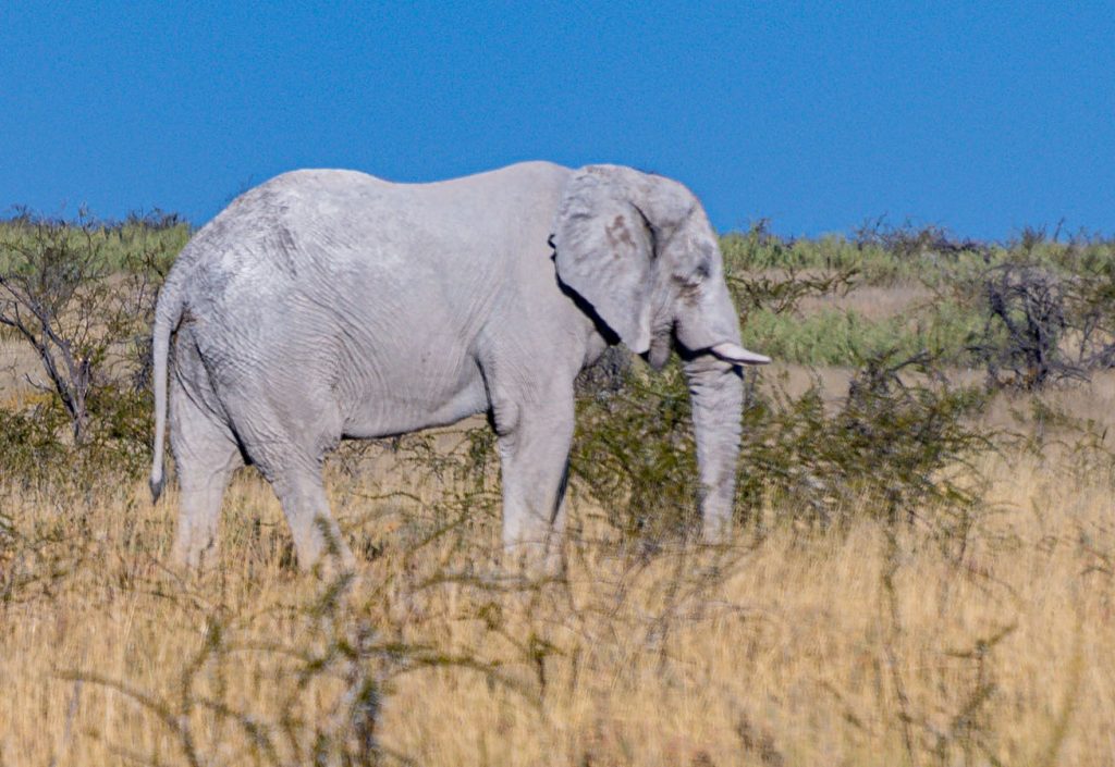 These elephants use clay from the Etosha pans to protect themselves from the fierce Namibian sun