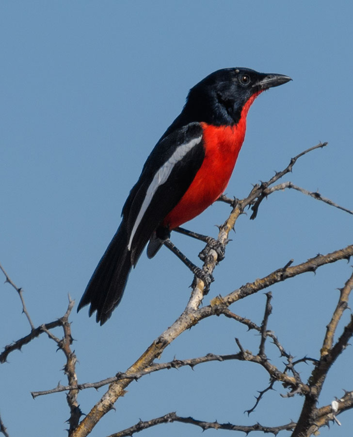 Crimson- Breasted Shrike