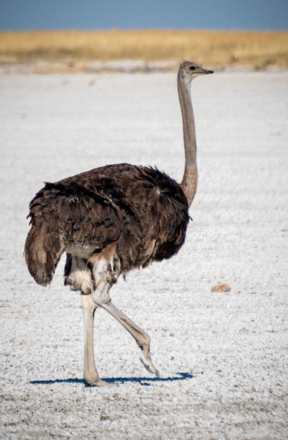 Ostrich on the Salt Pan