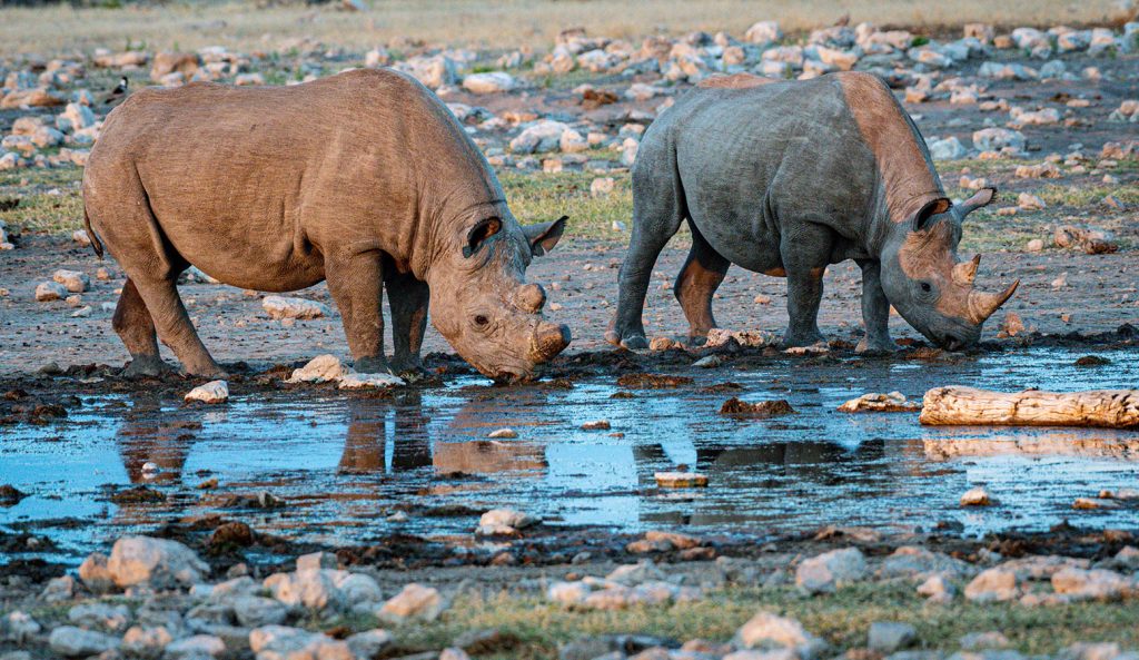 Thirsty Rhinos