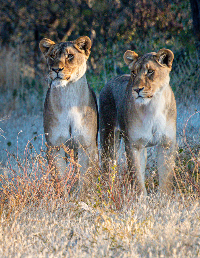 Lioness Sisters
