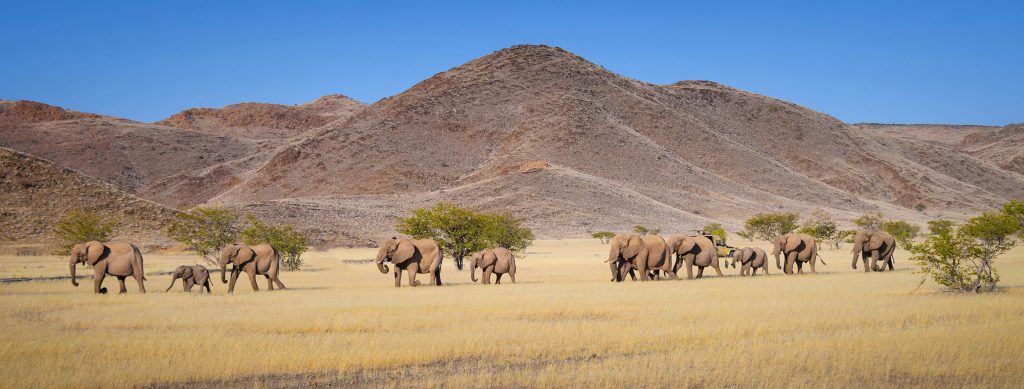 Herd of desert adapted elephants being led by the matriarch