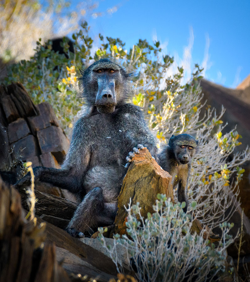 Baboons Watching Us Lunch