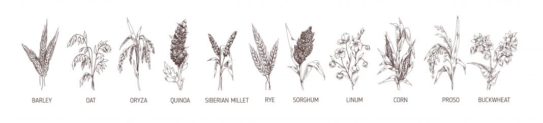 Millets — the little ‘mega’ nutrient