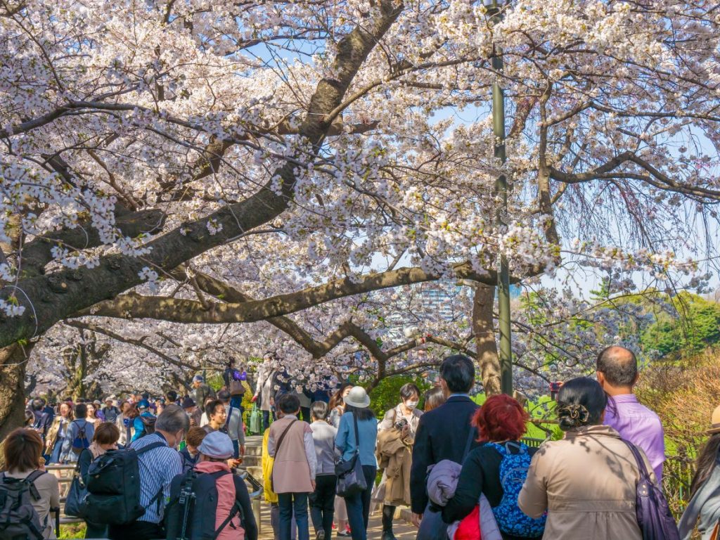 People-in-cherry-blossom