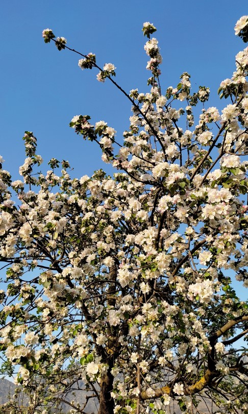 Apple Blossom