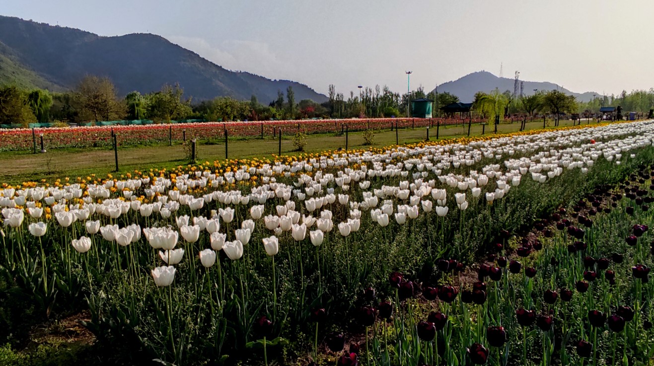 Tulip garden