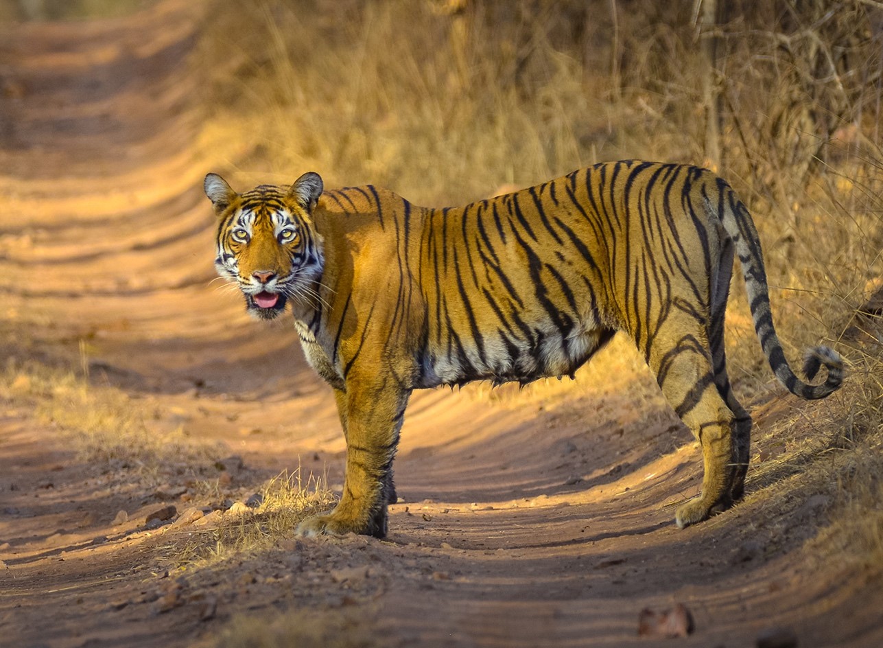 Indu Tiger