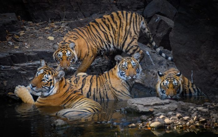 Tigers