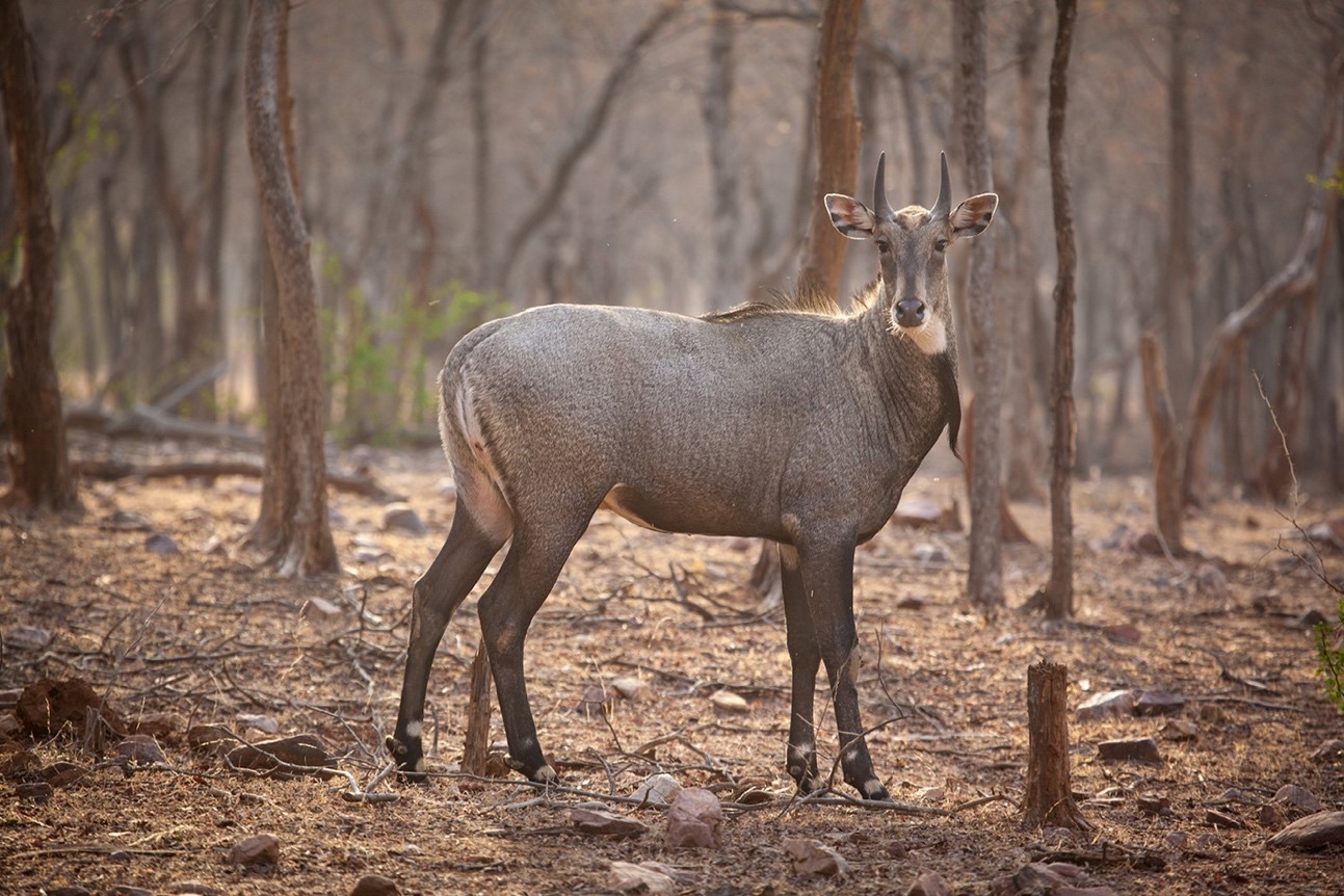 Antelope