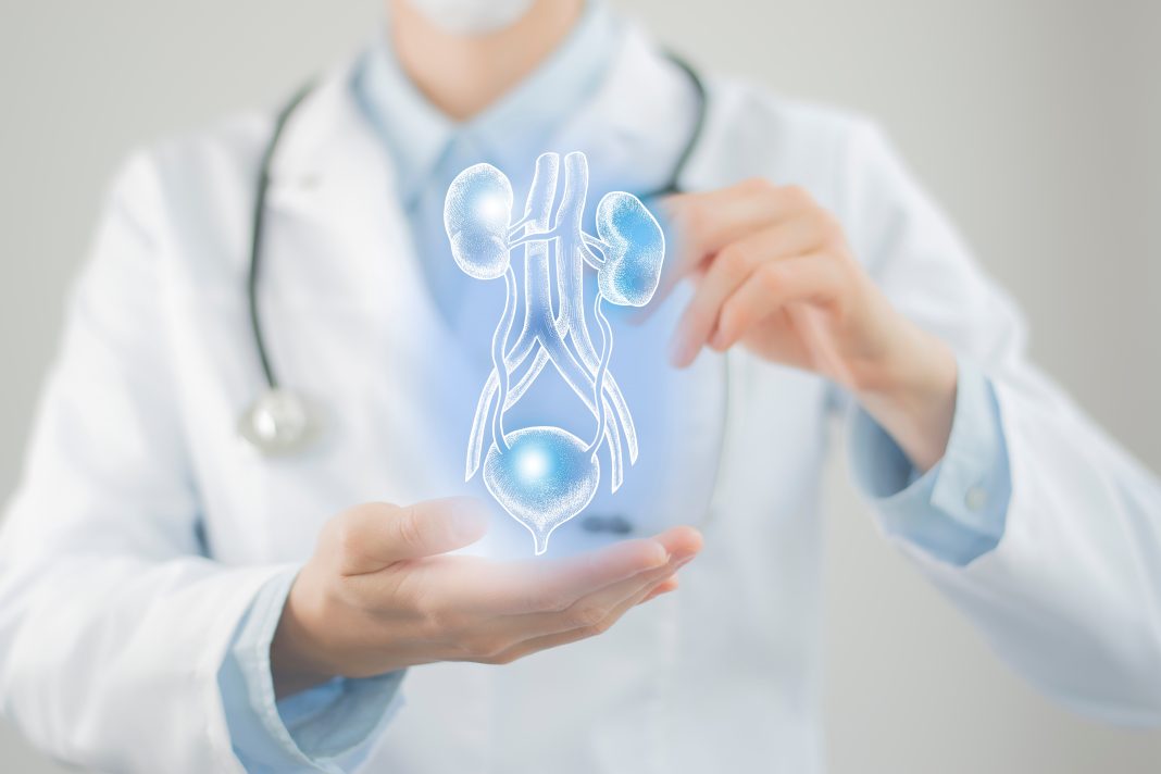 The importance of keeping your Urinary system healthy