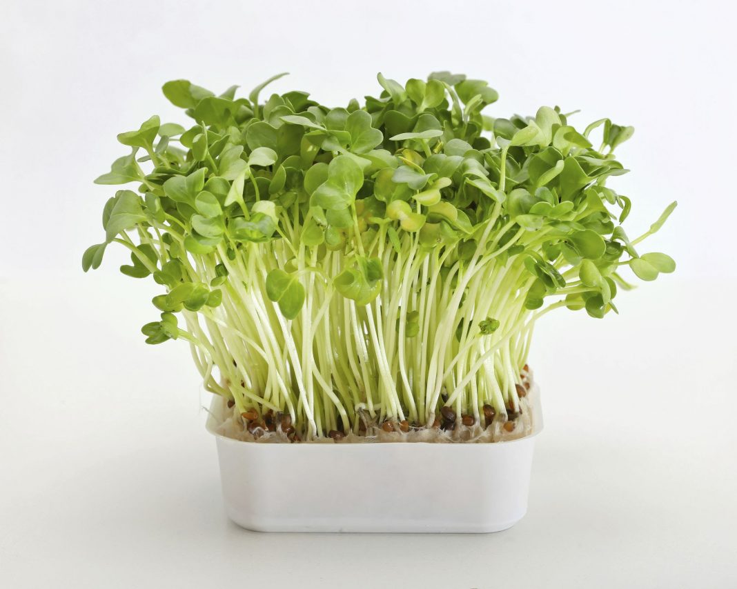 Microgreens: High nutrition shoots