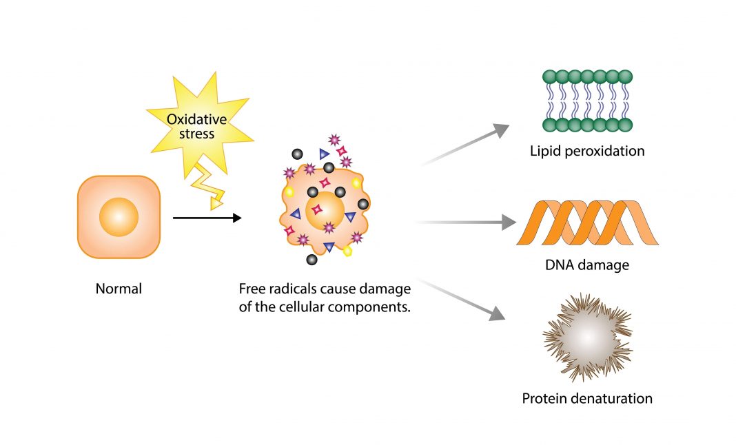 Antioxidants: Why You As A Senior Citizen Need Them