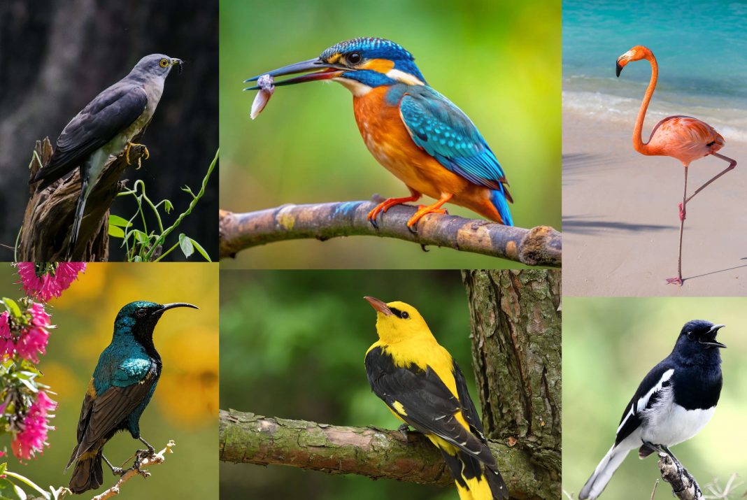 Finding Peace In Birdwatching