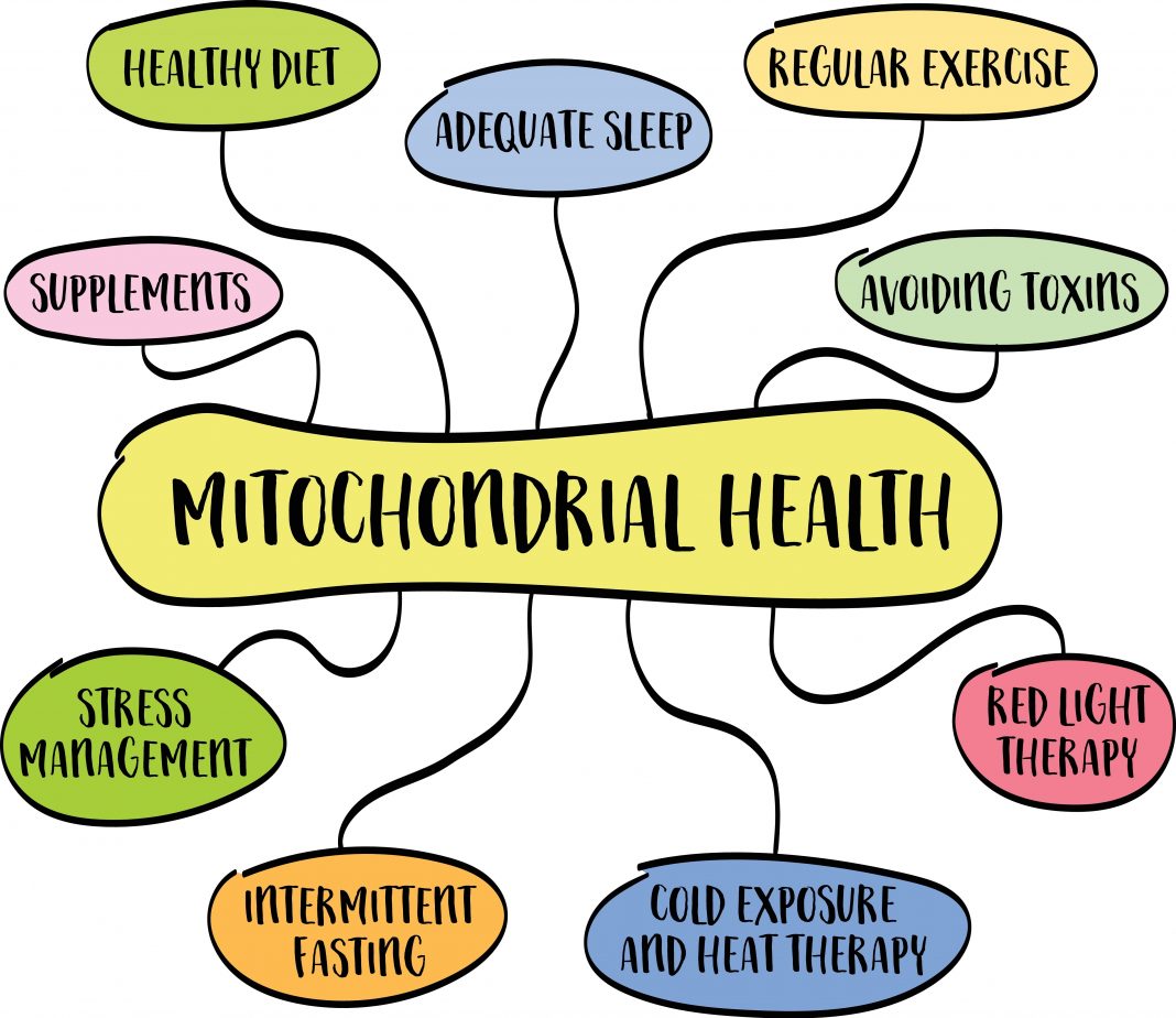 Ageing and Your Mitochondria Ageing and Your Mitochondria