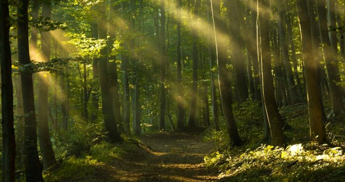 Beams,Of,Sunlight,Pierce,Through,Tall,Leafy,Trees,And,Create