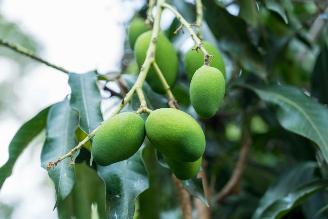 Green Mangoes Are in Season