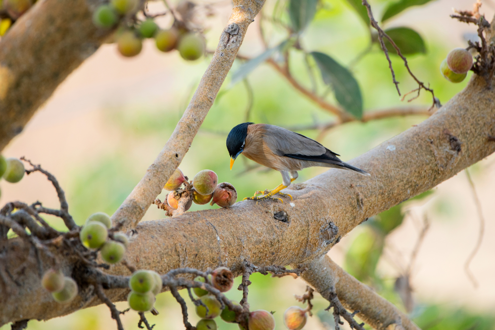 How to Cultivate Delight Even on “Bad” Days How to Cultivate Delight Even on “Bad” Days