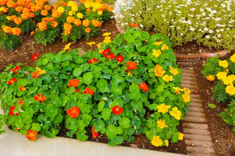 Herbs & Flowers Add Life to Your Summer Garden