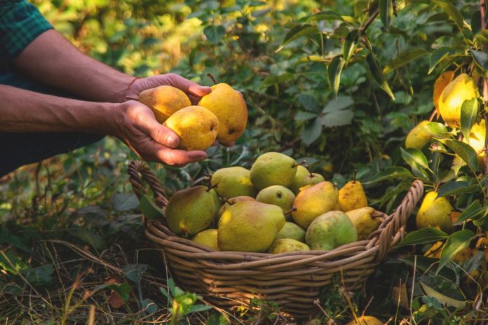 Pear,Harvest,In,The,Garden.,Selective,Focus.,Food. Person gathering ripe pears into a wicker basket in an orchard, hands cupping several fruit.