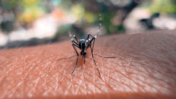 Aedes,Aegypti,Mosquito,Bites,Human,Skin.,Aedes,Aegypti,Is,Known
