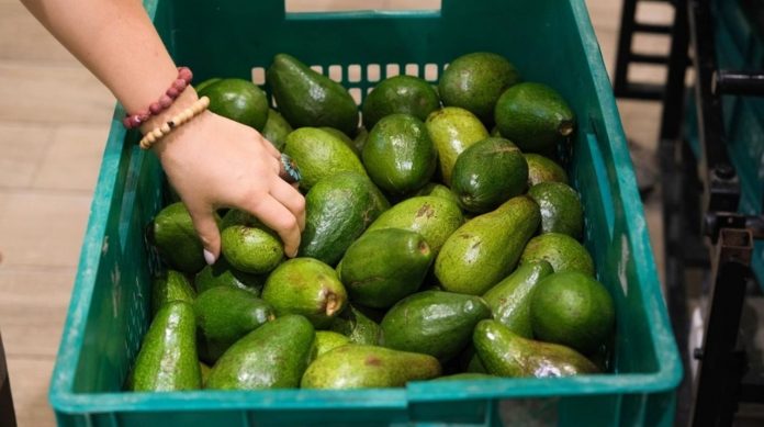 stock-photo-a-woman-selects-ripe-avocados-from-a-basket-in-a-grocery-store-surrounded-by-fresh-produce-2685076223